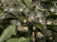 Maerua cafra