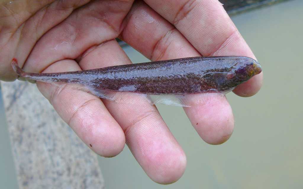 Adontosternarchus sachsi