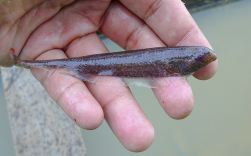 Adontosternarchus sachsi
