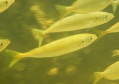 Decapterus punctatus