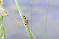 Xylomya tenthredinoides