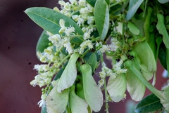 Gallesia integrifolia