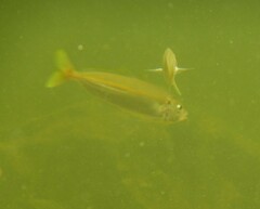 Decapterus punctatus