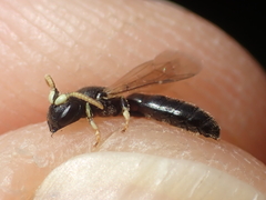 Hylaeus cornutus