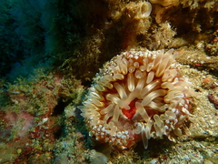 Urticina mcpeaki