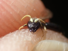 Hylaeus cornutus