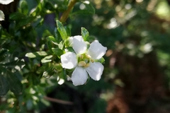 Escallonia virgata
