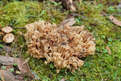 Ramaria capitata capitata