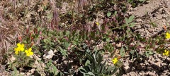 Camissoniopsis hirtella