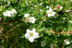 Escallonia virgata