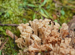 Ramaria capitata capitata