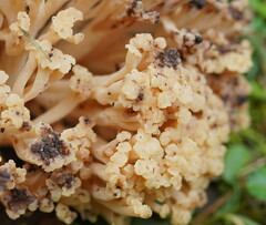 Ramaria capitata capitata