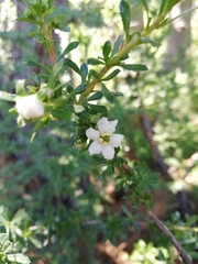 Escallonia virgata