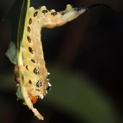 Lophyrotoma interrupta