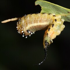 Lophyrotoma interrupta