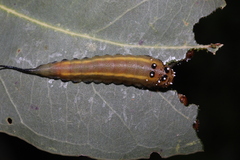 Lophyrotoma interrupta