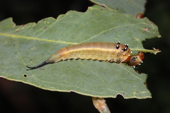 Lophyrotoma interrupta