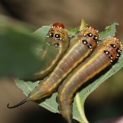 Lophyrotoma interrupta