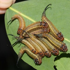 Lophyrotoma interrupta