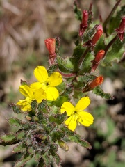 Camissoniopsis hirtella
