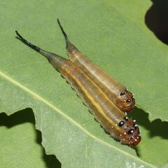 Lophyrotoma interrupta