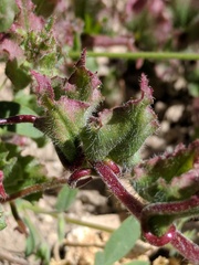 Camissoniopsis hirtella