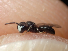 Hylaeus styriacus