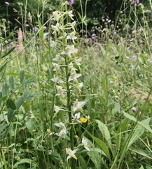 Platanthera bifolia