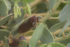 Okanagana opacipennis