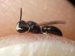 Hylaeus styriacus