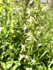 Platanthera bifolia