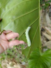 Hippotion celerio