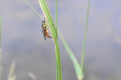 Xylomya tenthredinoides