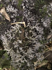 Pseudocyphellaria dissimilis