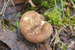 Lactifluus leonardii