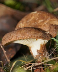 Lactifluus leonardii