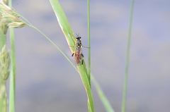 Xylomya tenthredinoides