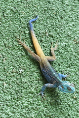 Acanthocercus ugandaensis