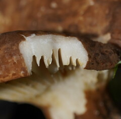 Lactifluus leonardii