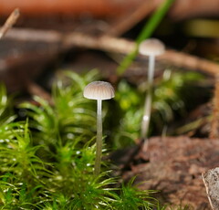 Mycena mijoi
