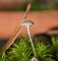 Mycena mijoi