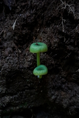 Entoloma necopinatum