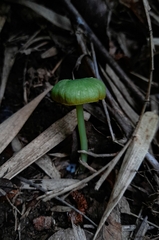 Entoloma necopinatum