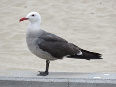 Larus heermanni