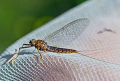 Heptagenia dalecarlica