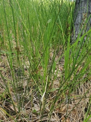 Juncus arcticus