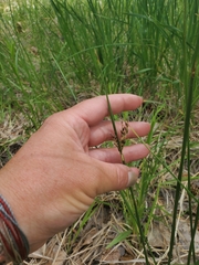 Juncus arcticus
