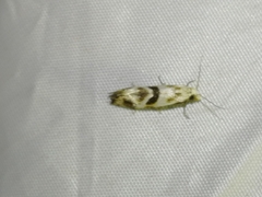 Cochylimorpha woliniana