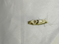 Cochylimorpha woliniana