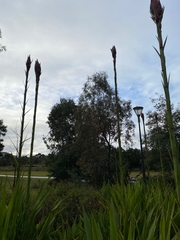 Doryanthes